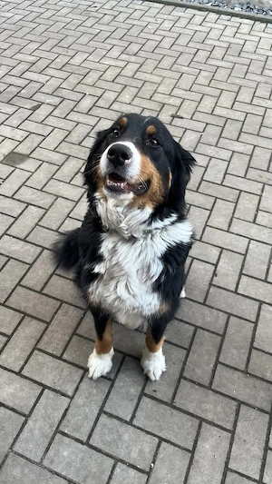 11 Welpen Mischlinge Berner sennenhund, Appenzeller Sennenhund Austrahlien Shepard 