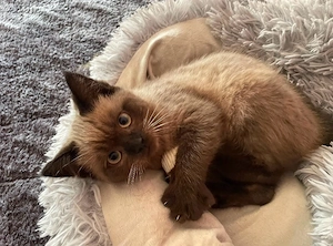 Süßes Britisch Langhaar Katzenbaby 3 Monate alt