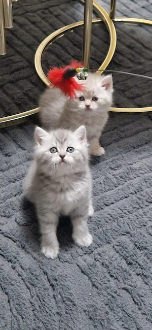 britisch kurzhaar katze zu verkaufen 