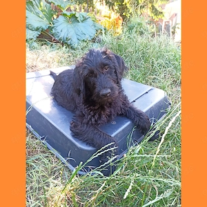 Labradoodle Welpen F1 schwarz weiblich mit Ahnentafel bereit für ihre neuen Lieblingsmenschen