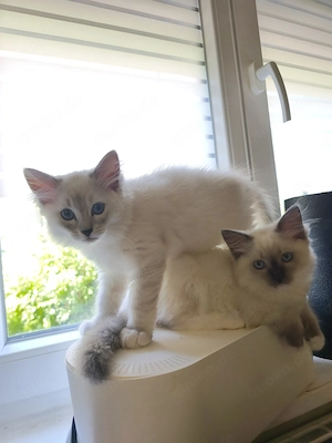 Ragdoll reinrassige Luxus Kätzchen mit Blaue Augen Neue Wurf abgabebereit ab 19.06.2026