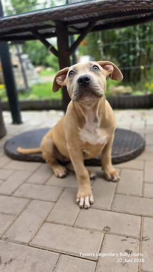 American Bully XL TLBR   Letzte Hündin aus unserem Wurf 