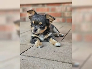 Gesunde Chihuahua-Welpen (Rüden & Hündinnen) 