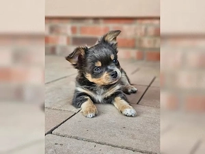 3 Chihuahua Boys in KH und LH