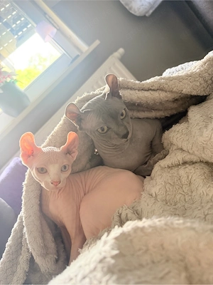 2 Sphynx Katzen Kitten abzugeben 