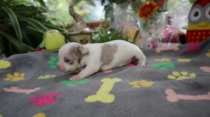 Liebevolle Chihuahua-Begleiter suchen ein neues Zuhause