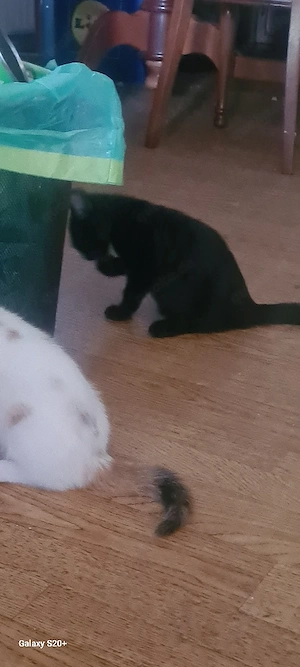 Süsse Katzenbabys suchen ein neues Zuhause Abgabe ab 22.06.26 