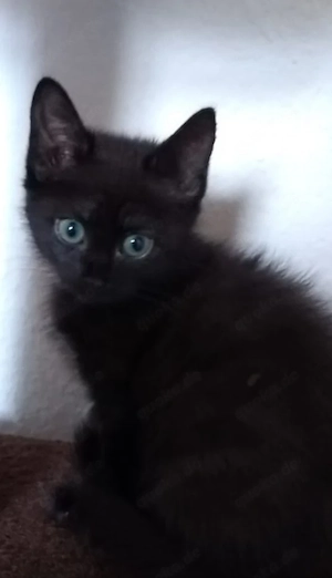 1 Babykatze 