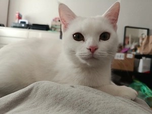 Junge Katze sucht liebevolles Zuhause (zu verschenken) Bild 2