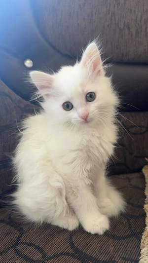 Wunderschöne Katze sucht ein liebevolles Zuhause