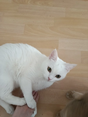 Junge Katze sucht liebevolles Zuhause 