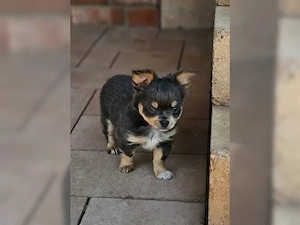 Wunderschöne Chihuahua-Welpen suchen ein liebevolles