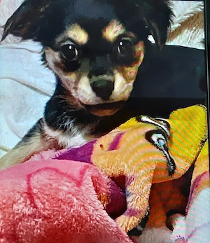 Chihuahua welpe Mischling