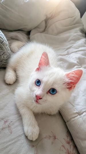 britisch kurz haar kitten Bild 2