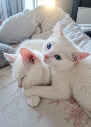 britisch kurz haar kitten Bild 3