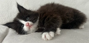 Traumhafte XXL Maine Coon Kitten Black white silver katze 