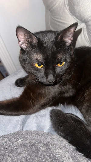 Schwarzer, kastrierter Kater sucht liebevolles Zuhause