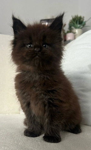 Traumhafter XXL Maine Coon Kiten Black Brown Kitten Black Brown silver smoke Kater 