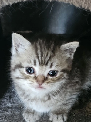 Bkh kitten 