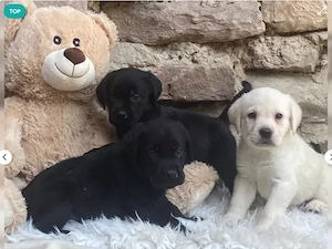 2 reinrassige Labrador Welpen abzugeben. 
