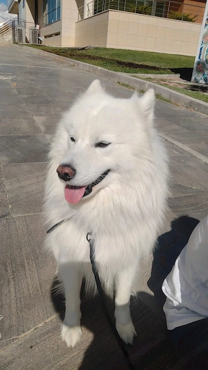    Atemberaubendes reinweißes Samojed - Freundlich, flauschig und familientauglich   