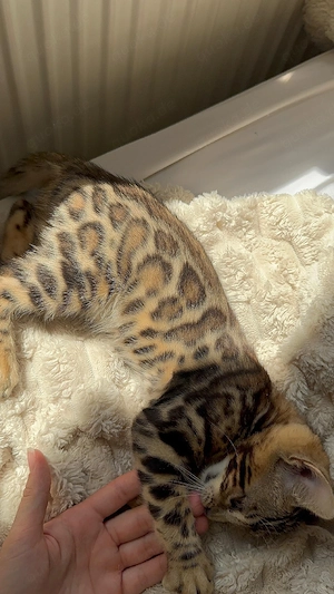 Schöne Bengal-Kitten  ! Bild 4