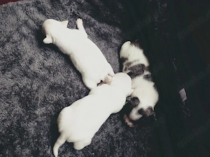 Jack Russell Chihuahua mix