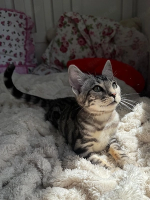 Schöne Bengal-Kitten !