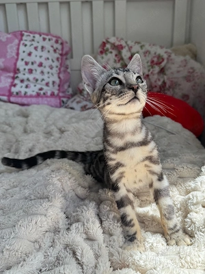 Schöne Bengal-Kitten zum Reservieren !