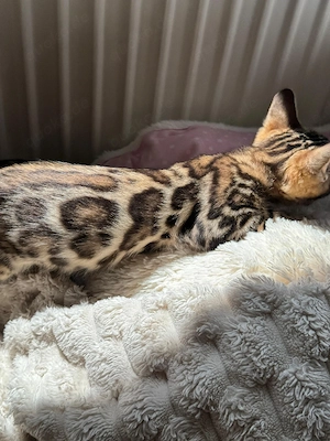 Schöne Bengal-Kitten  ! Bild 6