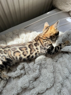Schöne Bengal-Kitten  ! Bild 2