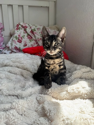 Schöne Bengal-Kitten zum Reservieren !