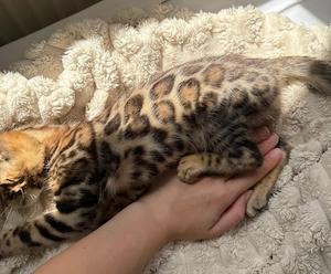 Schöne Bengal-Kitten  ! Bild 7