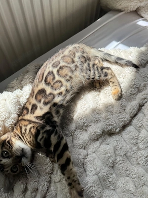 Schöne Bengal-Kitten  ! Bild 8