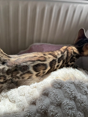 Schöne Bengal-Kitten  ! Bild 3