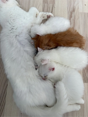 BKH kitten reinrassig suchen dringend ein Zuhause