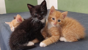 Katzenbabys, Kitten 