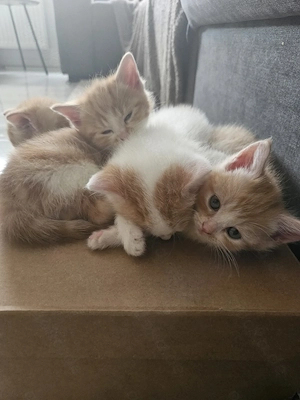 Baby Katzen Kitten