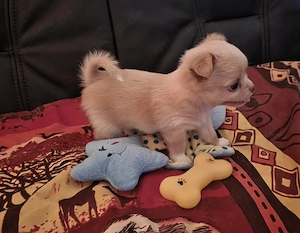 Verkaufe: Reinrassige Chihuahua Welpen 