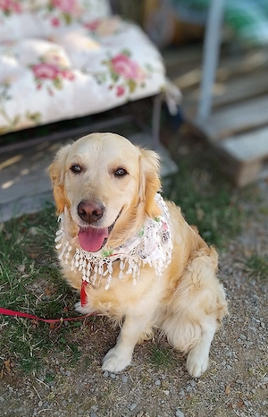 Prächtige reinrassige Golden Retriever Hündin mit Papieren 