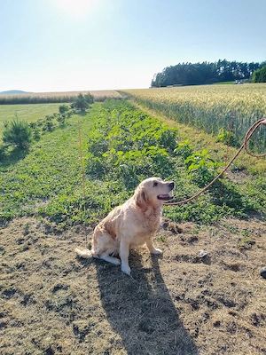 Prächtige reinrassige Golden Retriever Hündin mit Papieren 
