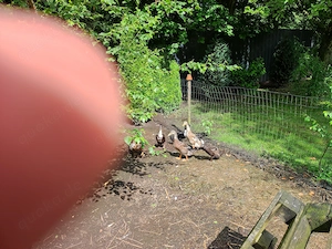 Junge Enten - Silver Appleyard und Laufentenmixe