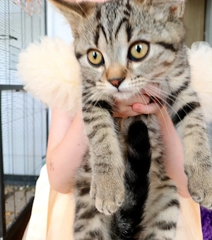 Kitten reinrassig  abholbereit BKH Getiegert golden bleck Weibchen 