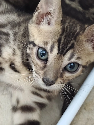 Schöne Bengal-Kitten zum Reservieren !
