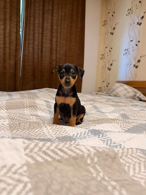 Zwergpinscher Welpen 
