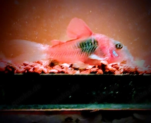 Corydoras Venezuela orange 