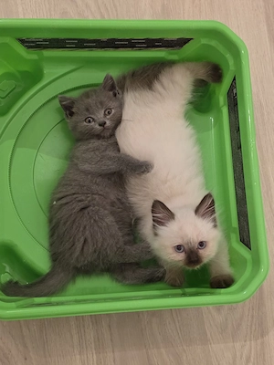 BKH kitten Mädchen Colourpoint und blue 