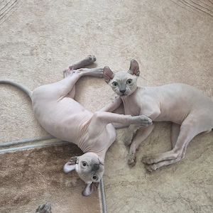 Sphynx-Elf Kitten, mit Schnurr-Tasthaaren 