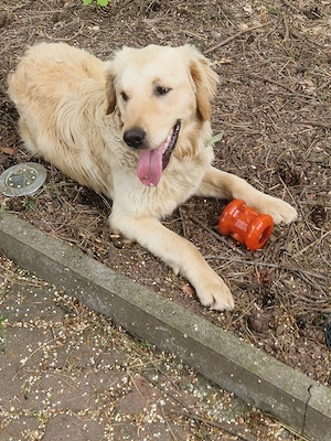 Teddy- ich bin ein Märchenretriever echt lernt mich kennen