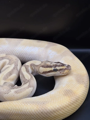 Super Orange Dream Enchi Fire Yellow Belly